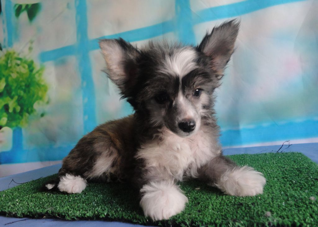 Anabell Bonus Westtai