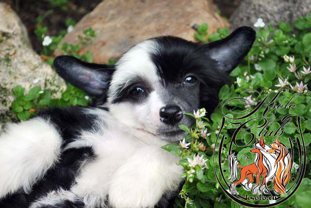 Ksolo Club Love Lander Life