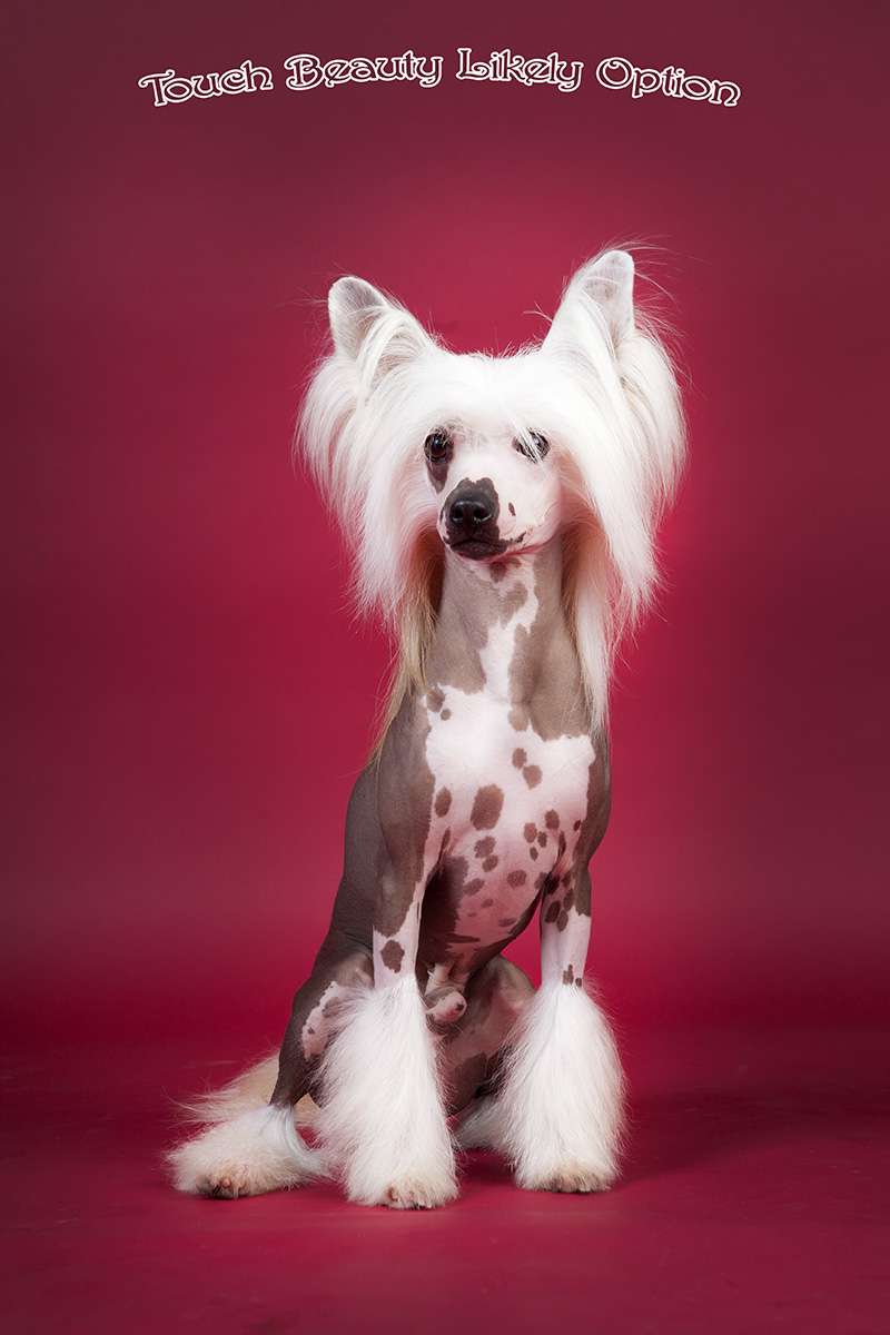 Touch Beauty Likely Option