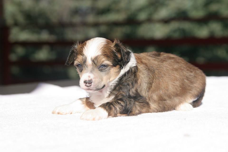 Magnus Staff Haagen Puff