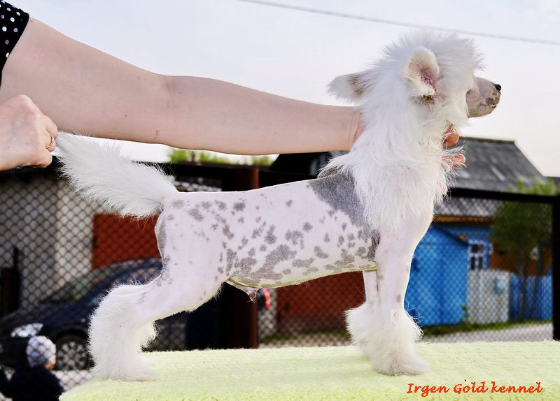 Irgen Gold Handsome White