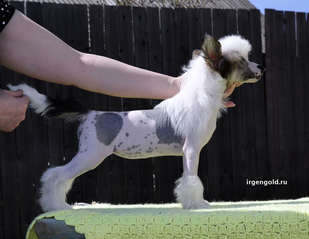 Irgen Gold Hohloma De La Rus