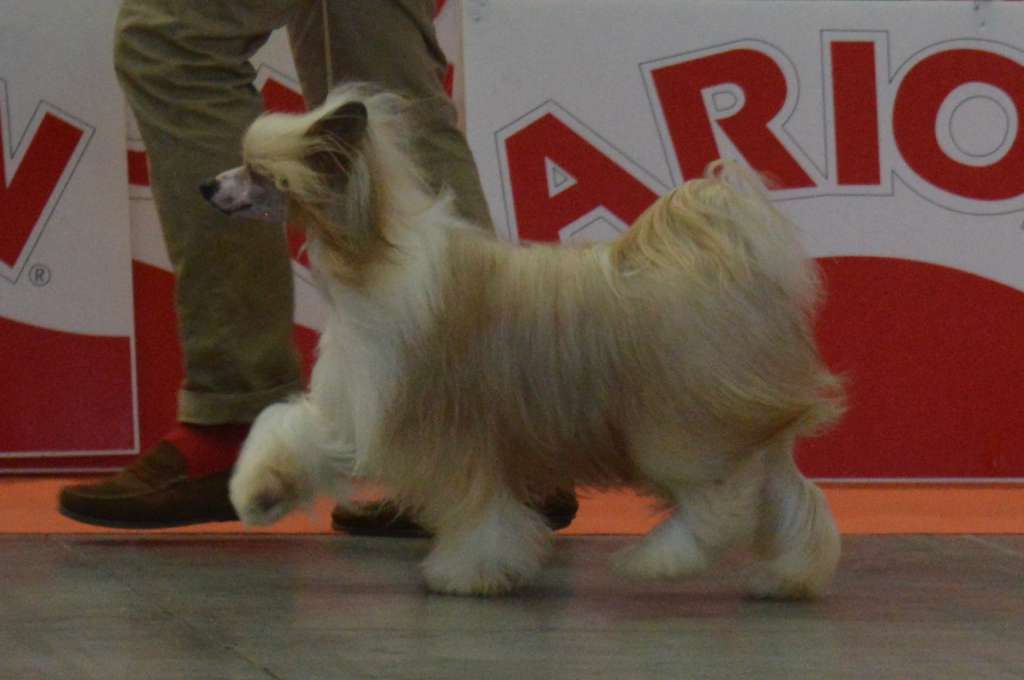 Multi CH, JCH Magnus Staff Herodes