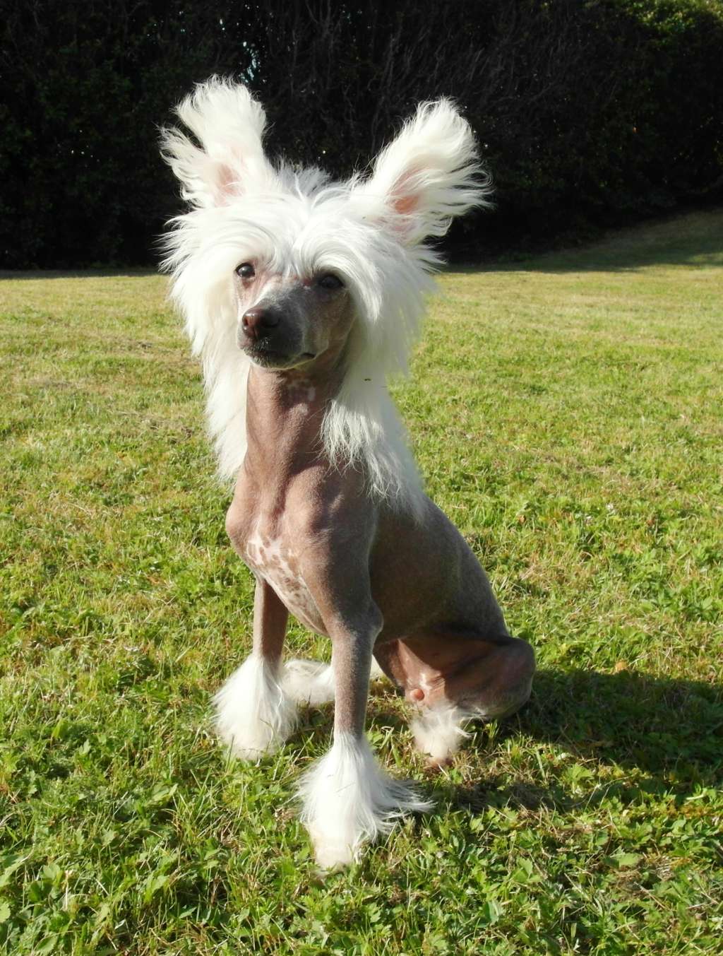 Pappersdrakens Catarina Monstermara