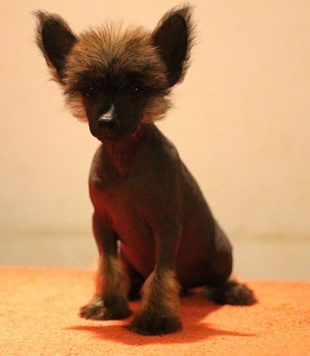 Kaiki Hikari Queen Malverne