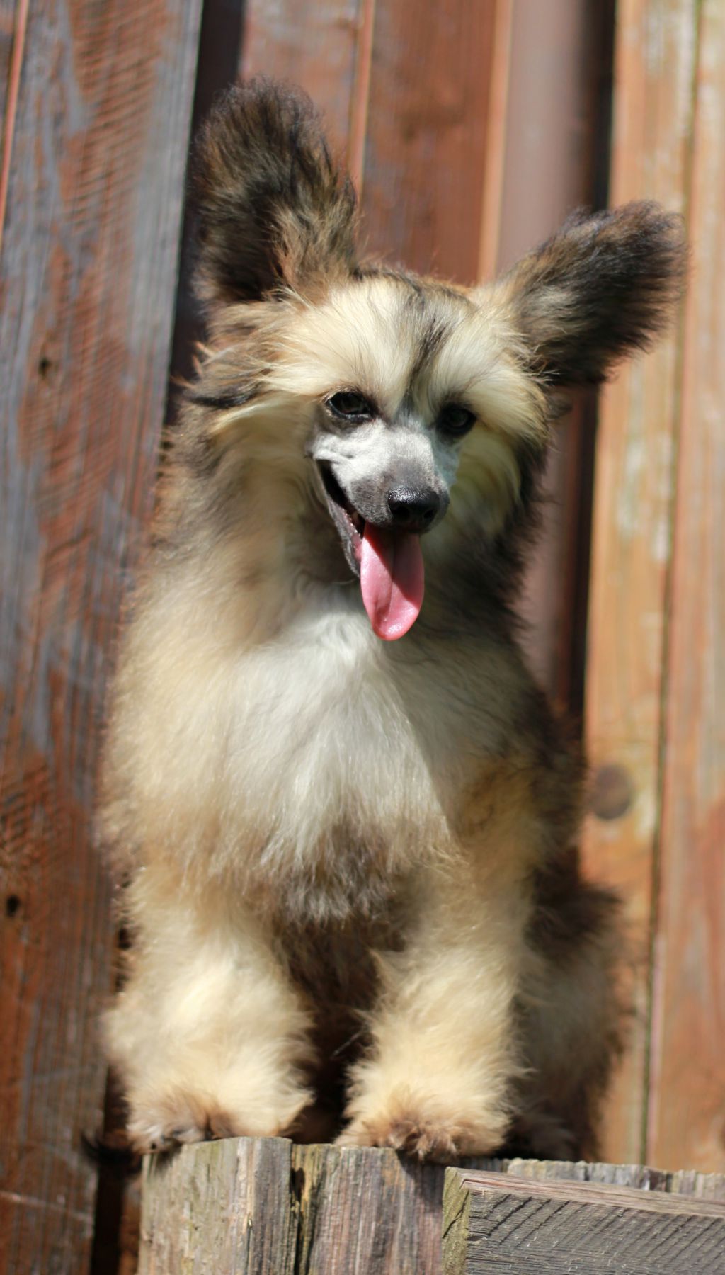 Kawaii Ki Queen Malverne