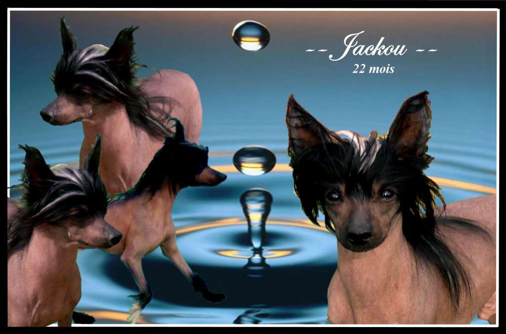 Moon Harbour Jack Junior