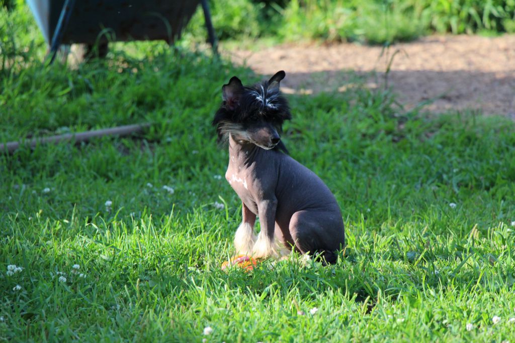 Bella Konstanta Chestini