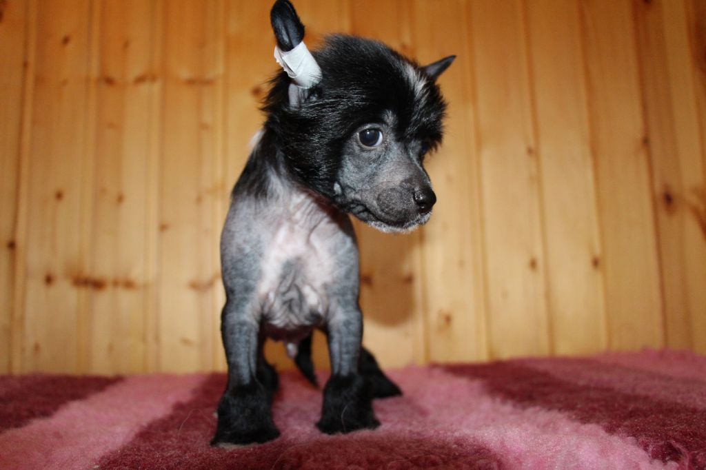 Bella Constanta Charlston