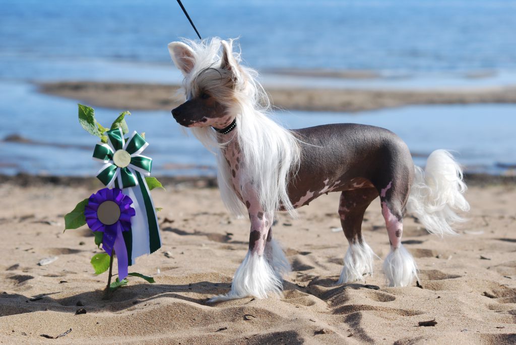 Dirty Dogs Dancing Gloria