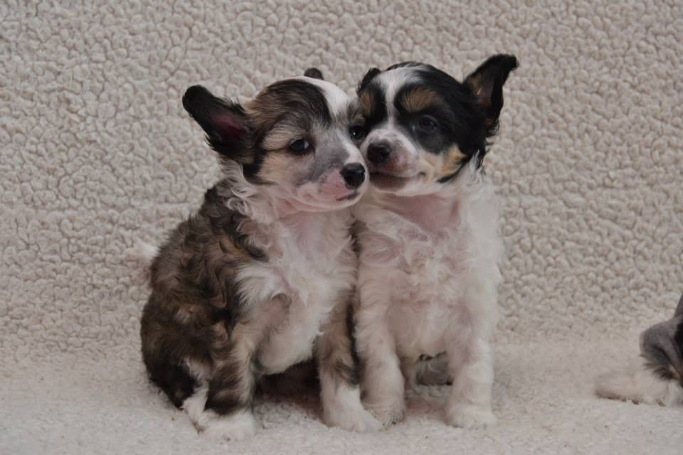 Kardiff Simon Pazzda