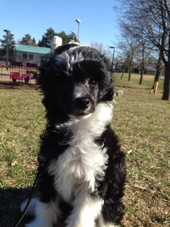 Aubelle's Before The Sun Sets