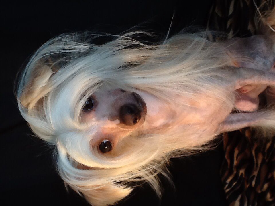 Teal woods wizard willow