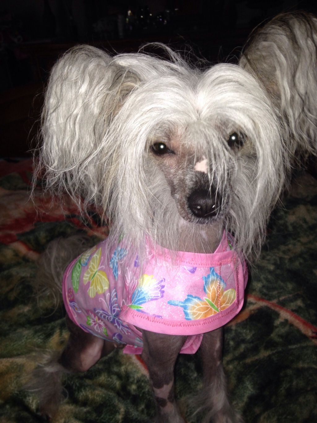 Breeze miss diva pandora