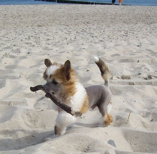 Yaquina's Excalibur's arising