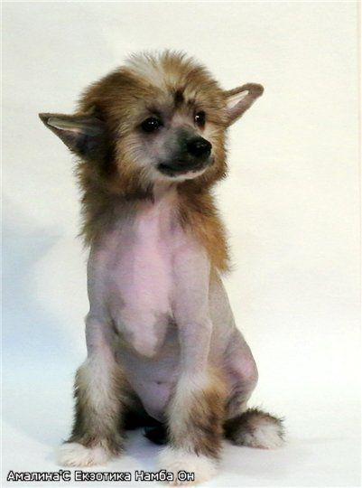 Amalina's Yekzotika Namba On