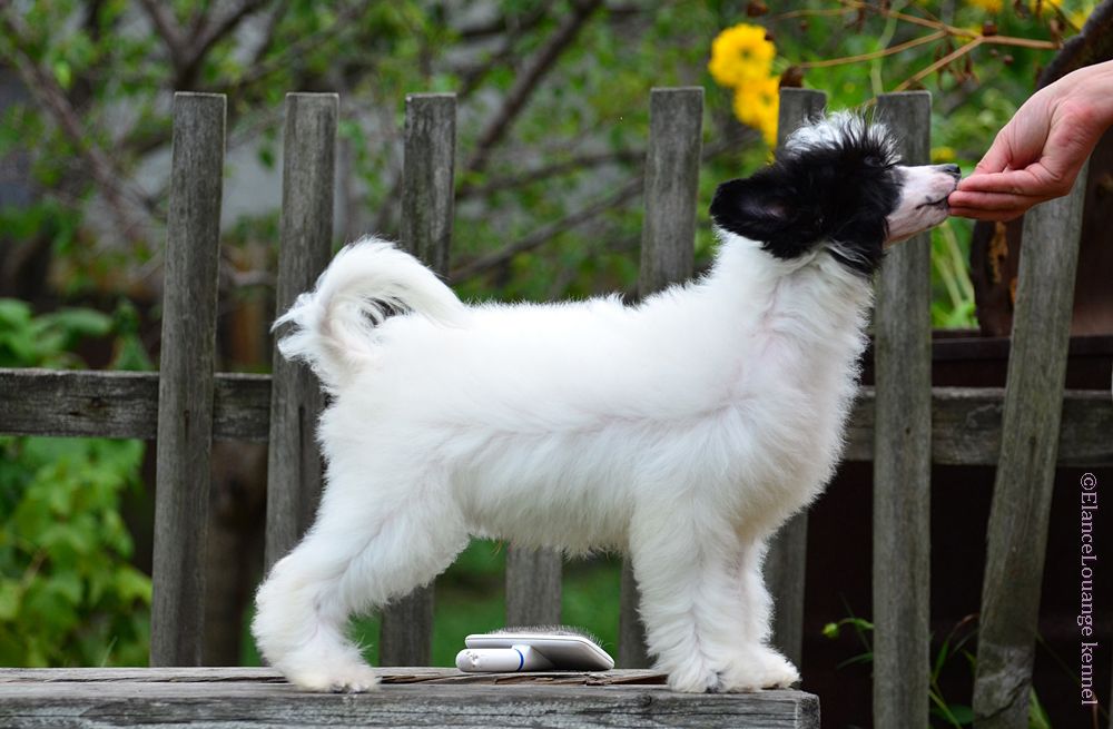 Elance Louange Klod Dressed To The Nines