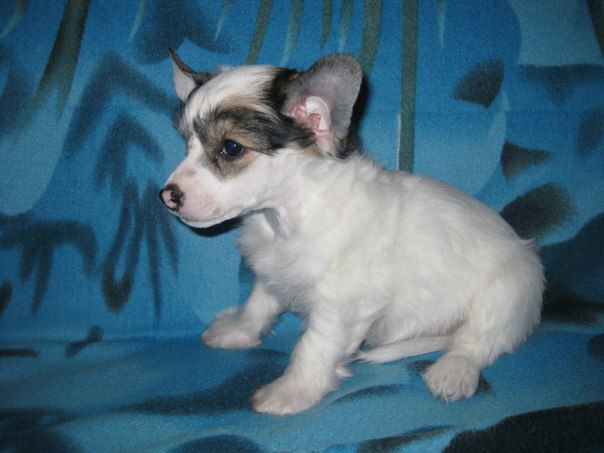 Elisey Zhemchuzhina Ochey