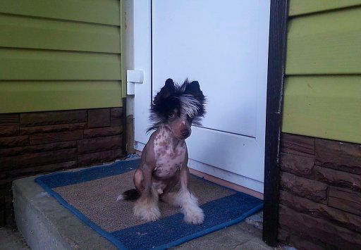 Shafran Nicolaus Cage