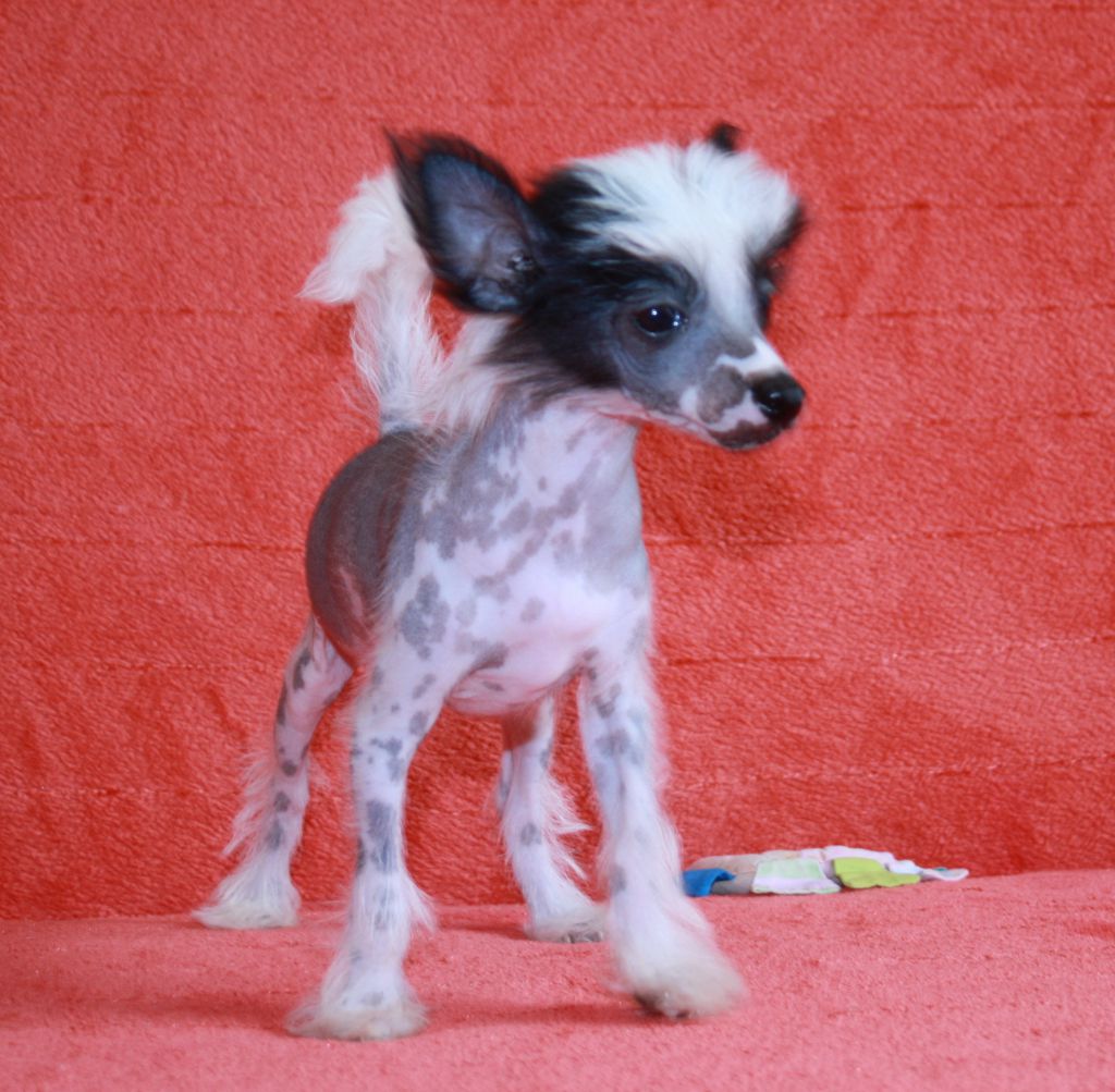 Charuyuschiy Soblazn Miranda