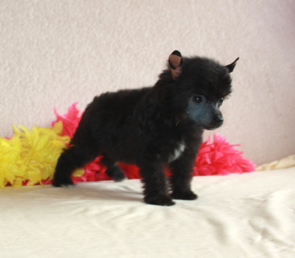 Charuyuschiy Soblazn M...