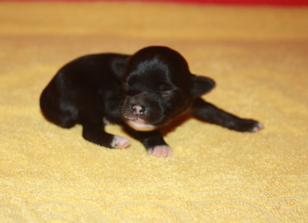 Charuyuschiy Soblazn M...