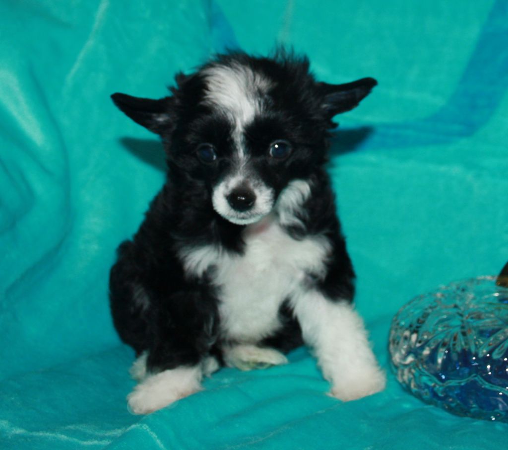 Odiliya Romantik Evening