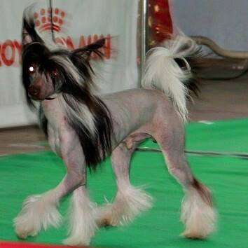 Charuyuschiy Soblazn Kobalt