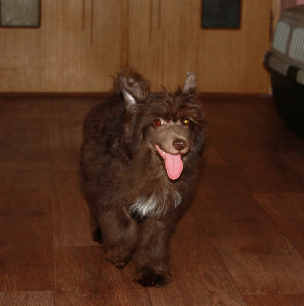 Charuyuschiy Soblazn Kayen