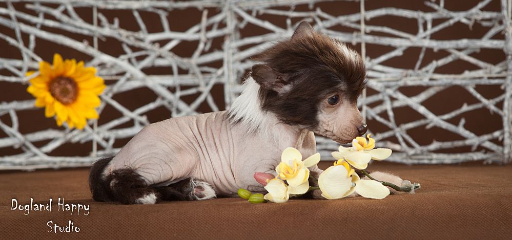 Dogland Happy Moscow Star