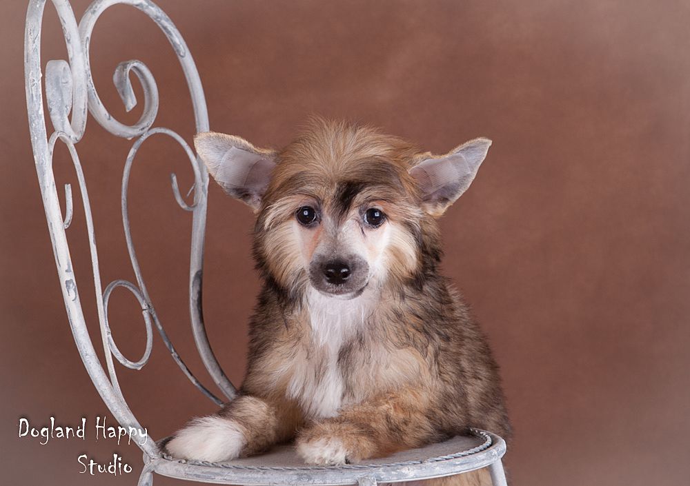 Dogland Happy Lucrecia