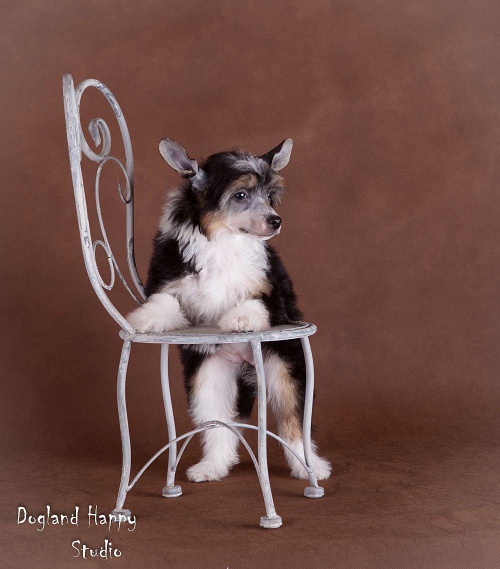 Dogland Happy Ligreyn