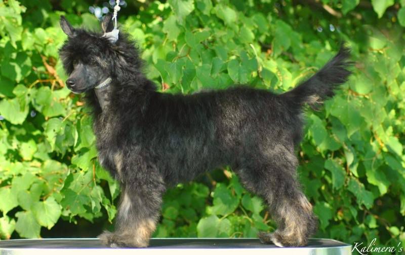 Kalimera's Rumbling Caterpillar