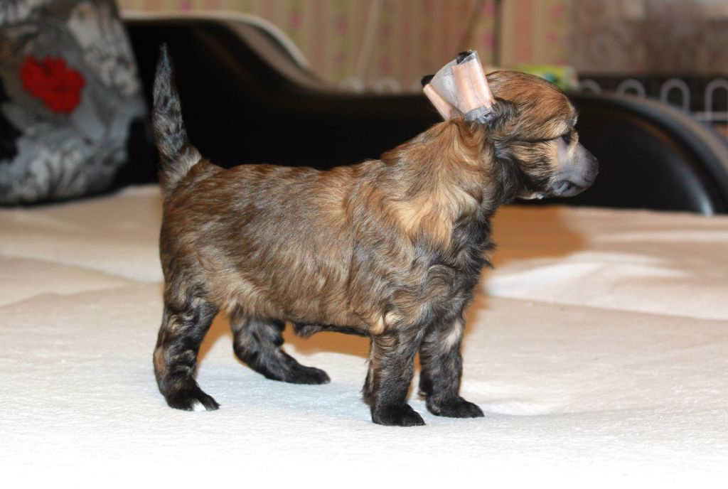 Rus Terra Tcatca Tcvetalina