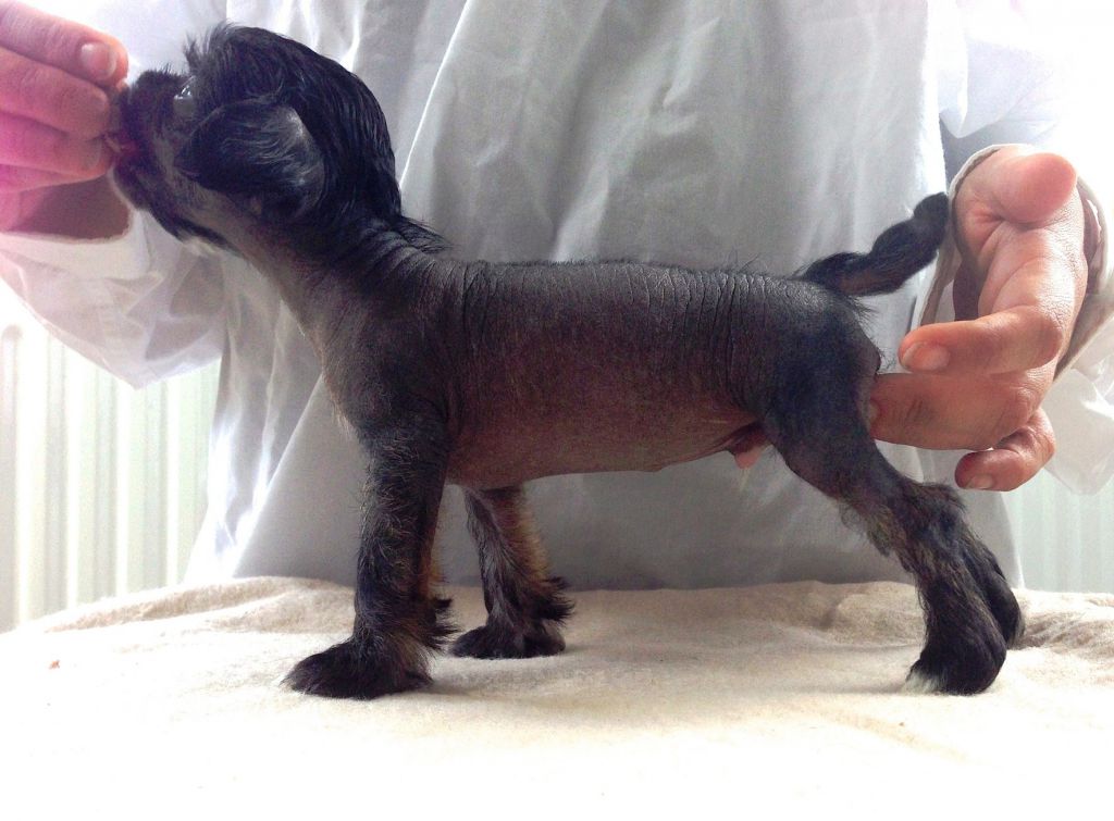 Unicorn Crested Mania Anti Freeze