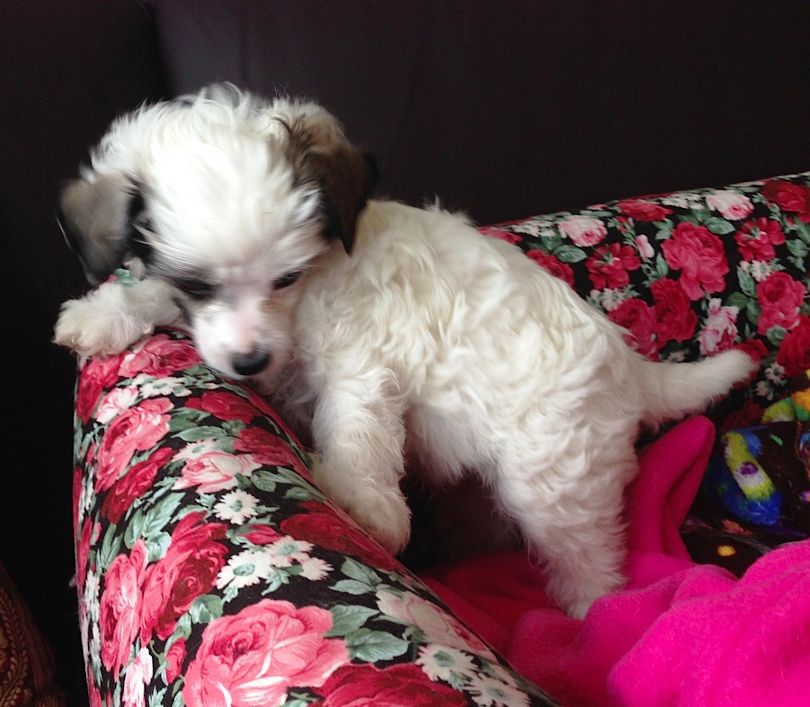 Unicorn Crested Mania Artic Tiger