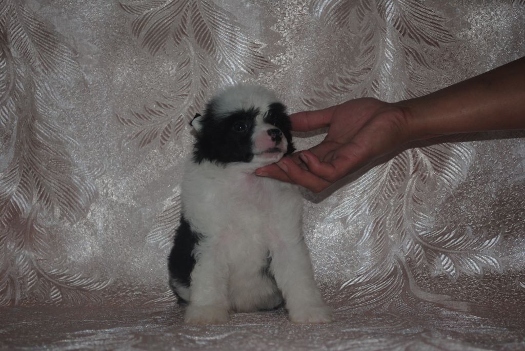 Only You Dom Risorto