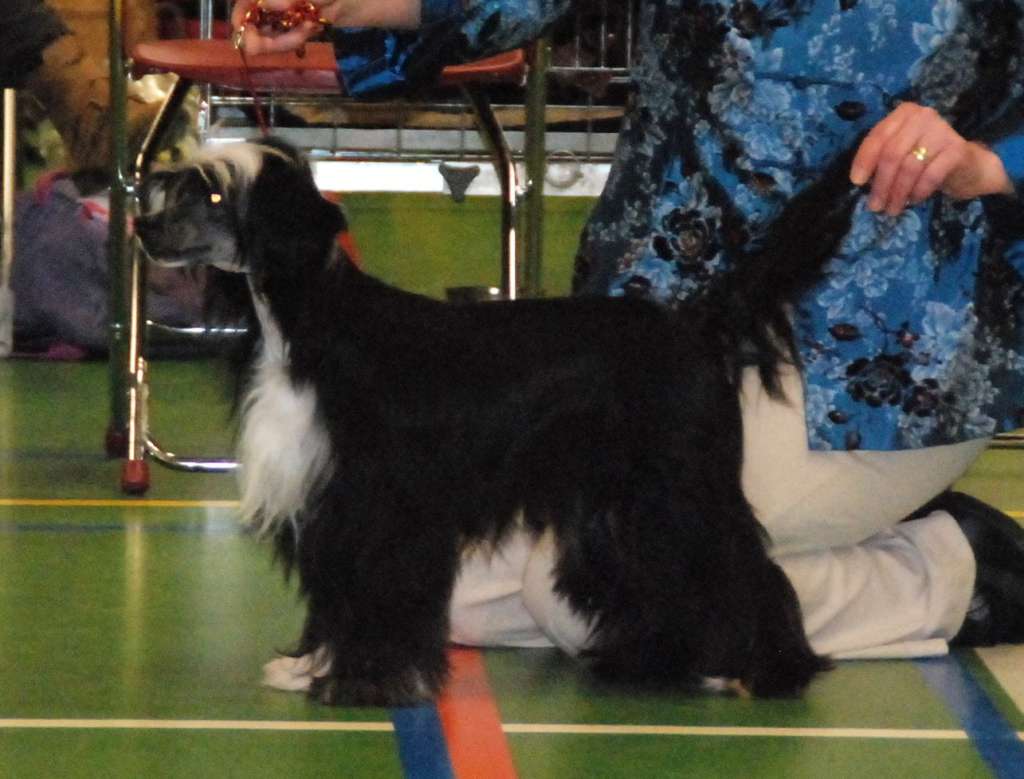 Flight To Heaven of Roxy's Pride