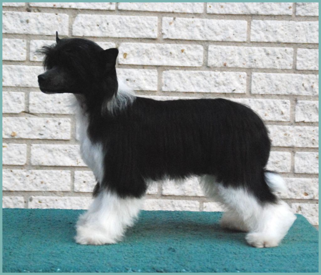 Faith Love and Light of Roxy's Pride