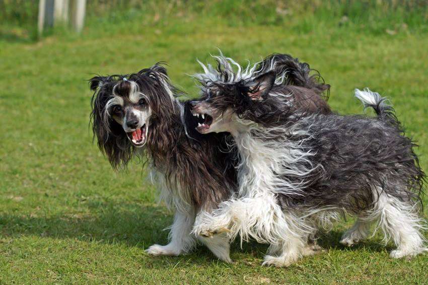 Nahid Candida Diamond Place