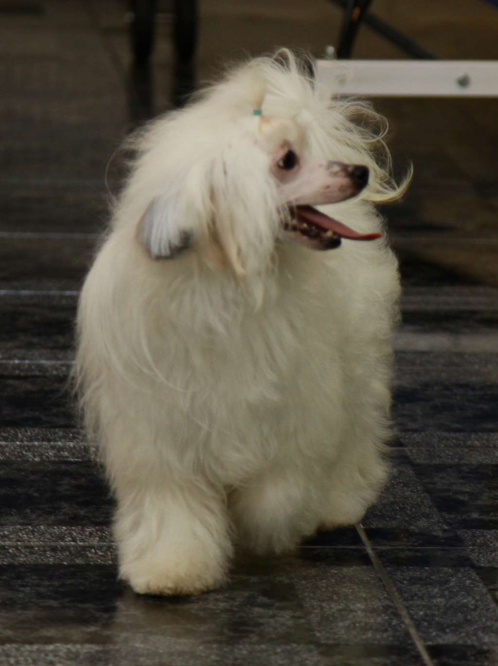 Premier Mari Yanetta