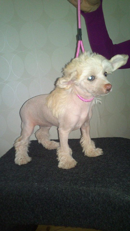 Gamla Bodens Mini Sugarbabe