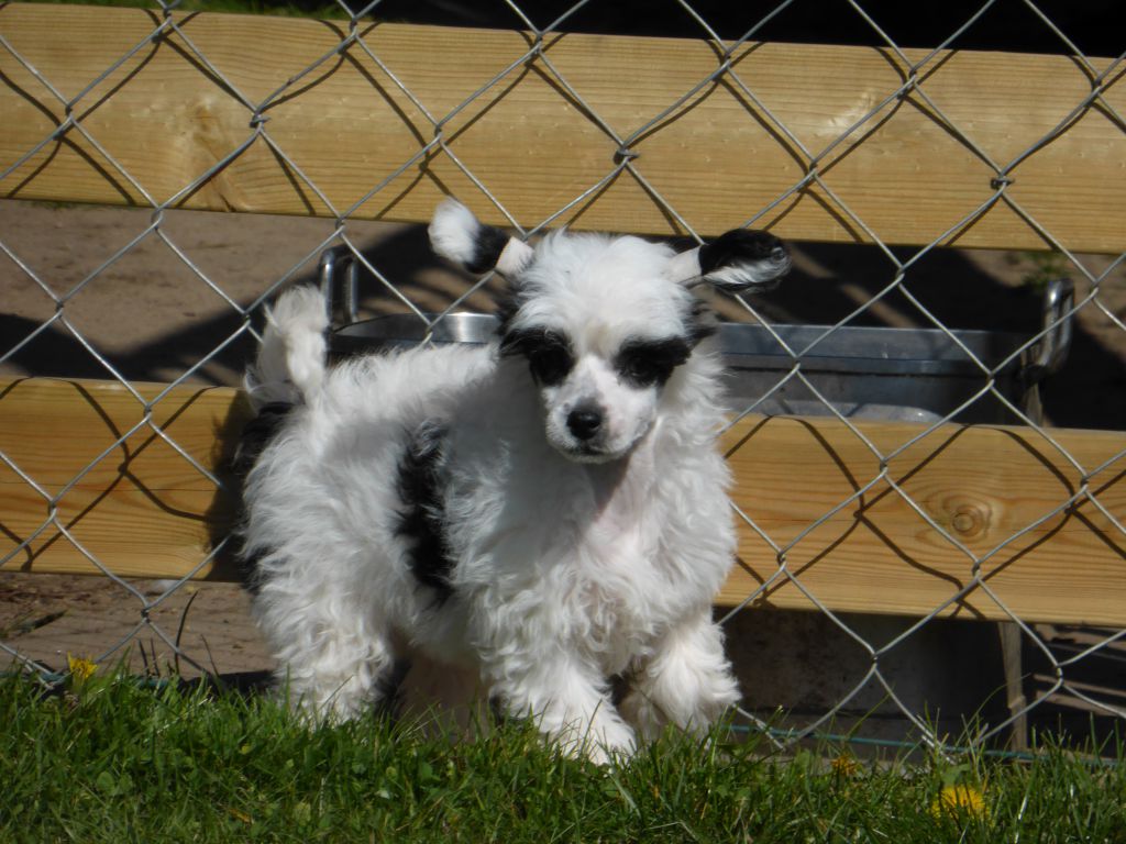 Gamla Bodens Mini Shimmering Love