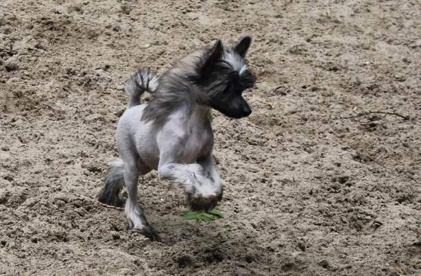 No Comment Nixon Top Model De Rama