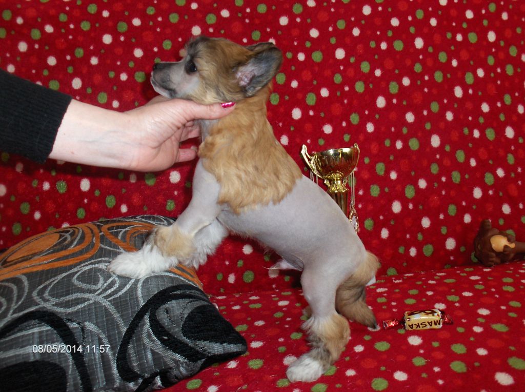 Christopfer Vivat Glamour