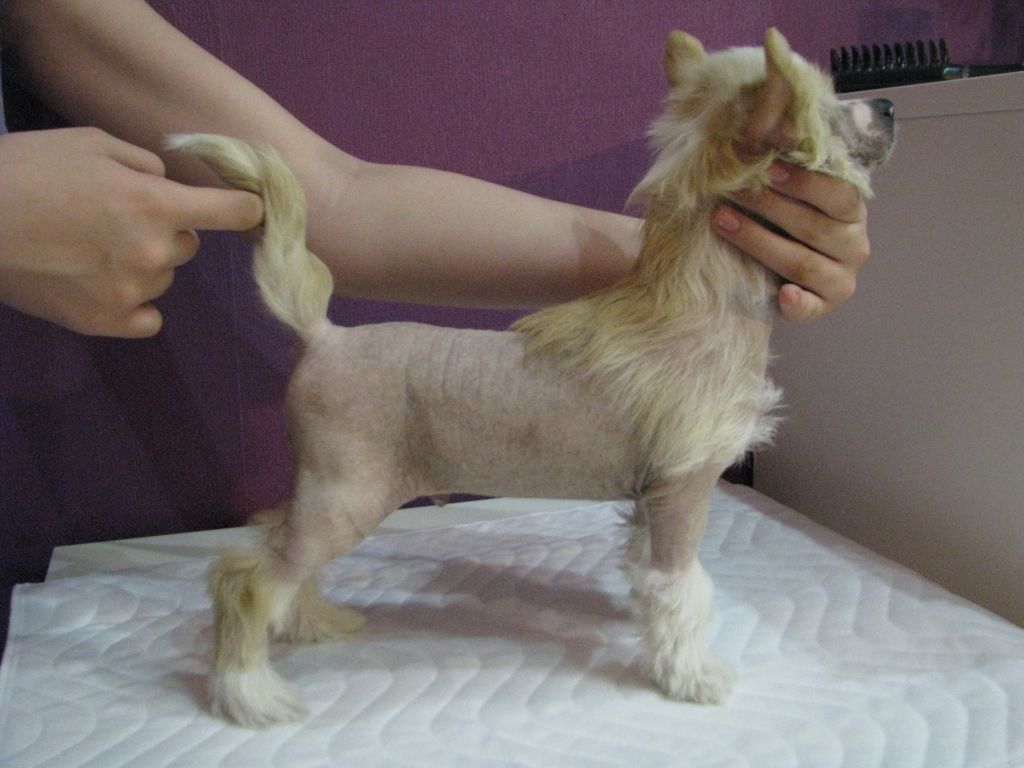 Nyu Art Avatar Ohotnik Za Udachei