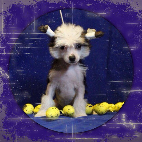 Nyu Art Radost' Sekretnii Krug