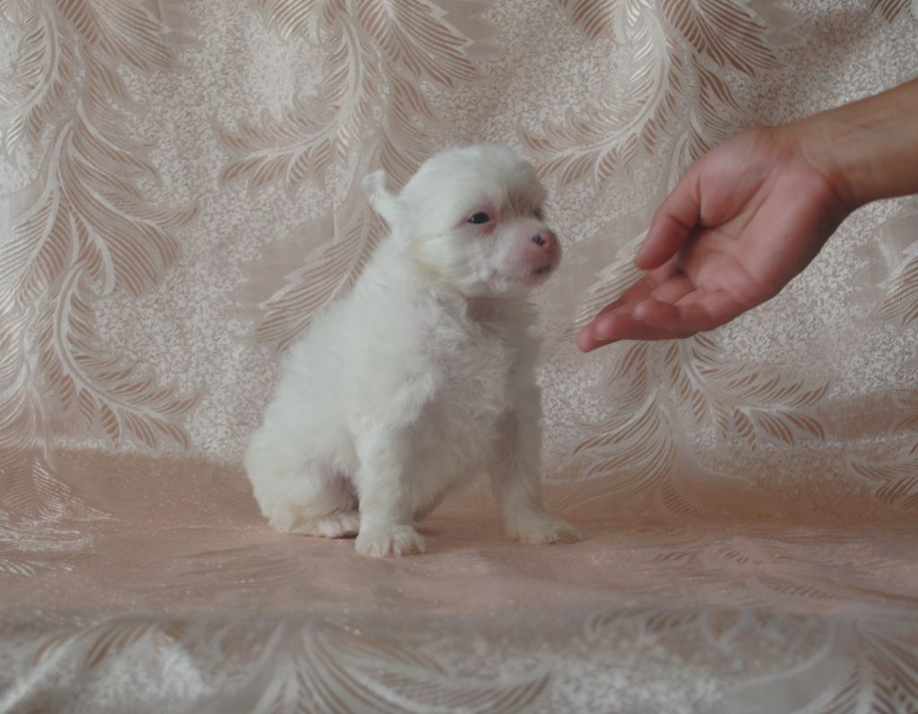 One And Only Dom Risorto