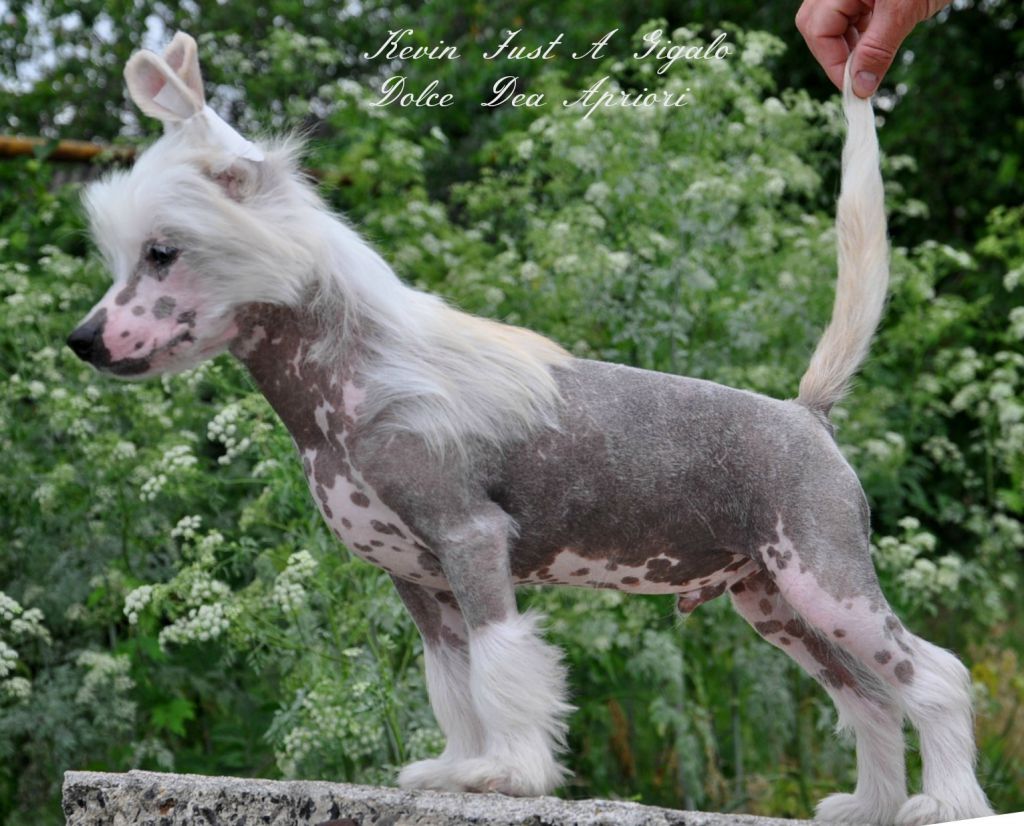 Kevin Just A Gigalo Dolce Dea Apriori