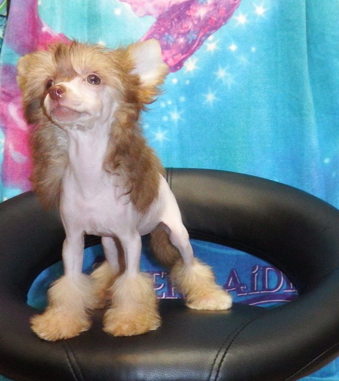 Quimera de L'Essence de Mon Tout